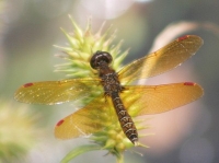 dragonfly flower