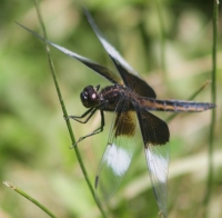 black and white dragonfly