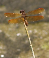 drogonfly on stick