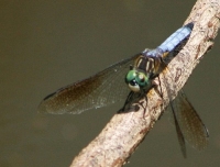 blue dragonfly