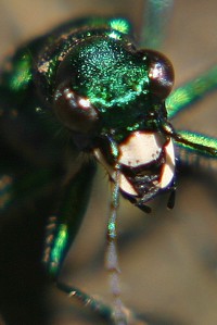 green tiger beetle