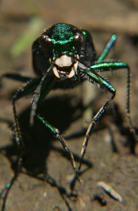 green tiger beetle