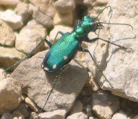 green tiger beetle