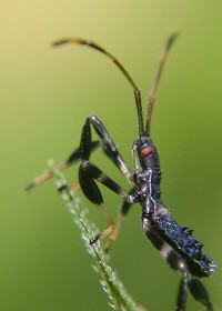 blue leaf-footed  bug