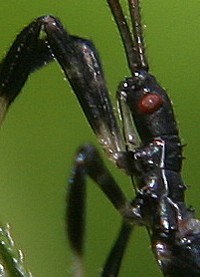 blue leaf-footed  bug