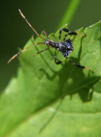 blue leaf-footed  bug