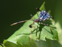 blue leaf-footed bug