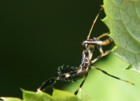 blue leaf-footed bug