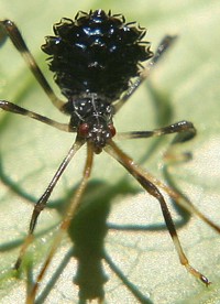 blue leaf-footed  bug