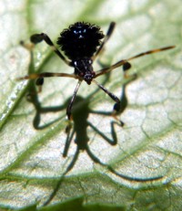 blue leaf-footed  bug