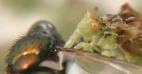 ambush bug eating fly