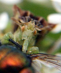 ambush bug eating fly