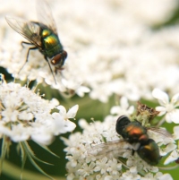 ambush bug eating fly