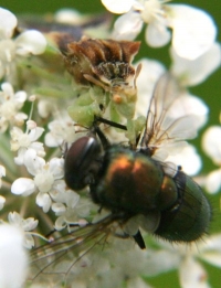 ambush bug eating fly