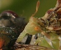 ambush bug eating fly