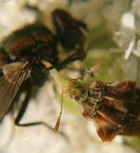 ambush bug eating fly