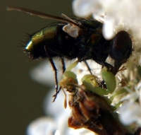 ambush bug eating fly