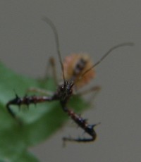 assassin bug photo