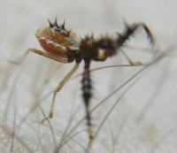 assassin bug photo