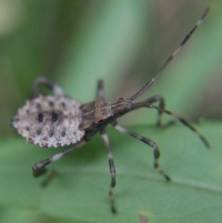 leaf-footed bug photo