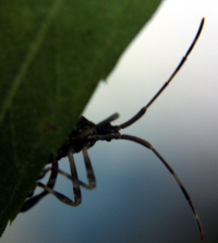 leaf-footed bug photo