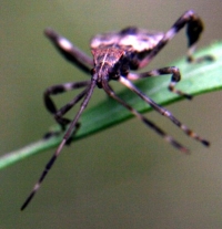 leaf-footed bug photo