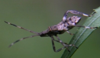 leaf-footed bug photo