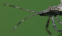 leaf-footed bug photo