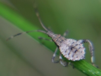 leaf-footed bug photo