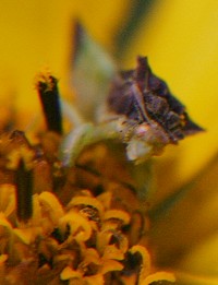 ambush bug photo