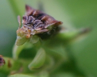 ambush bug photo