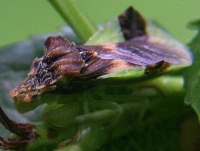 ambush bug photo