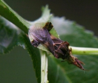 ambush bug photo