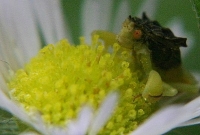 ambush bug photo