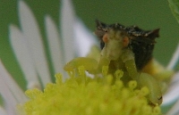 ambush bug photo