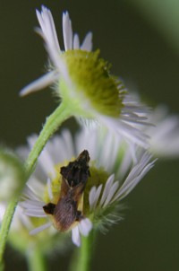 ambush bug photo