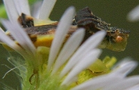 ambush bug photo