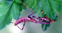 praying mantis photo