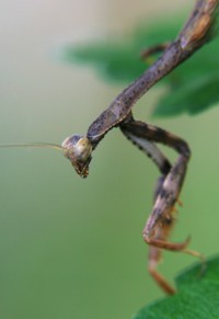 praying mantis photo