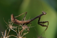 praying mantis photo