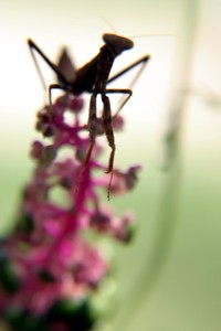 praying mantis photo