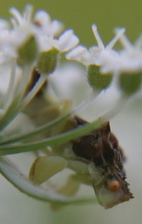 ambush bug photo