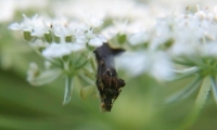 ambush bug photo