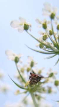 ambush bug photo