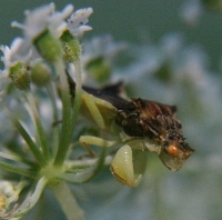 ambush bug photo