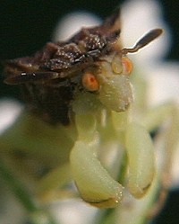 ambush bug photo