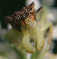 ambush bug photo