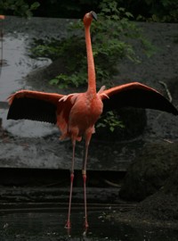 stretching flamingo