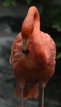 grooming flamingo