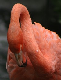 grooming flamingo